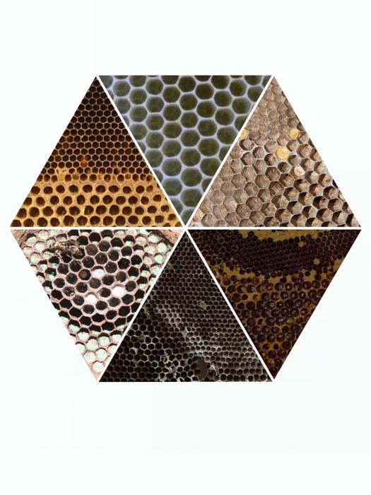 Bees and wasps use the same architectural solutions to join large hexagons to small hexagons