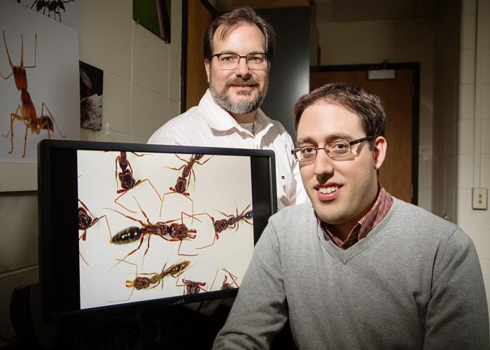 Team Studies Trap-Jaw Ant Communication