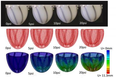 The Team's Heart Prototype and Associated Computer Model