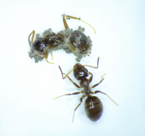 Fungal outgrowth in ants