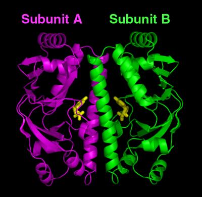 TB cAMP Receptor Protein (On State)