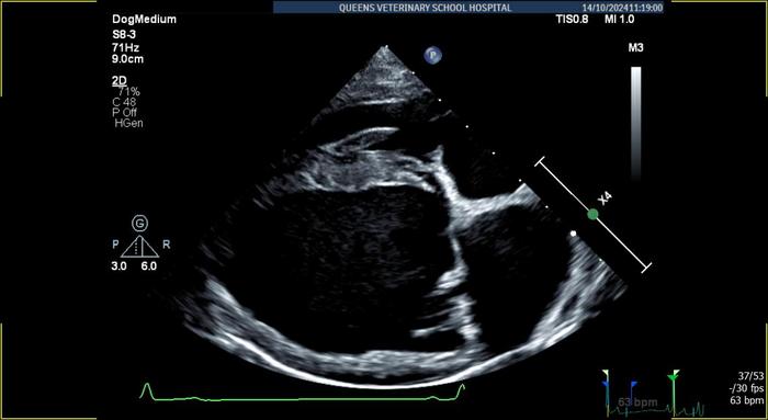 AI algorithm accurately detects heart disease in dogs