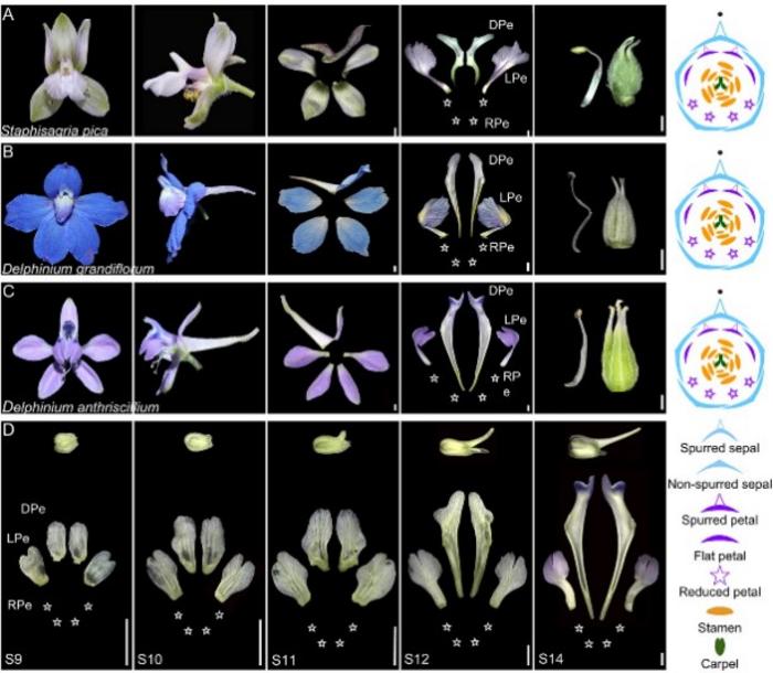 Floral structures of the Delphinieae and the petal differentiation in Delphinium anthriscifolium.