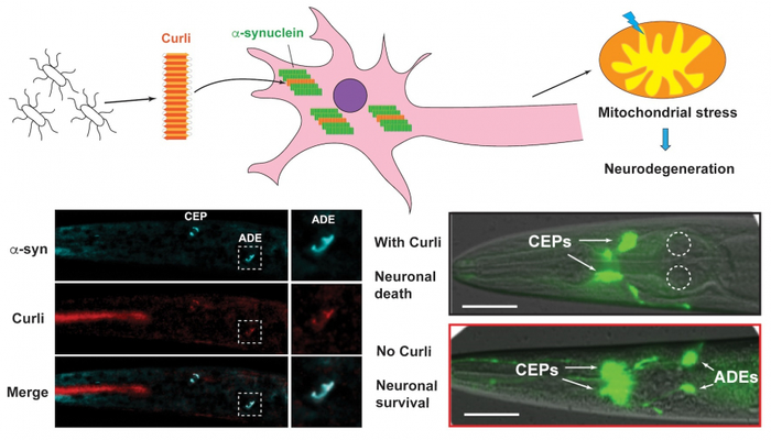 Bacterial curli