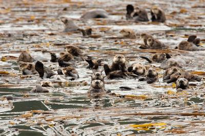 Sea Otters in Kelp