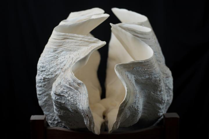 Giant Clam shell (dead)