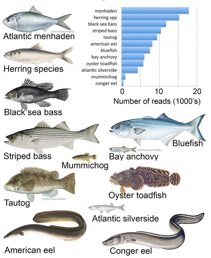 Fish DNAs 