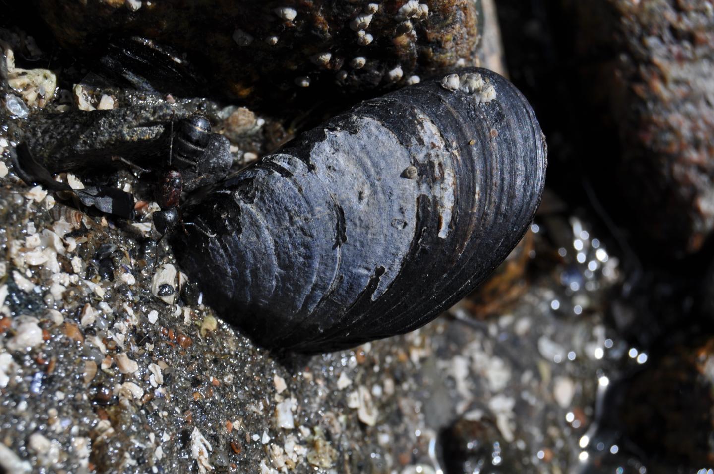 Blue Mussel Clings to a Rock at Mount Desert Island, Maine