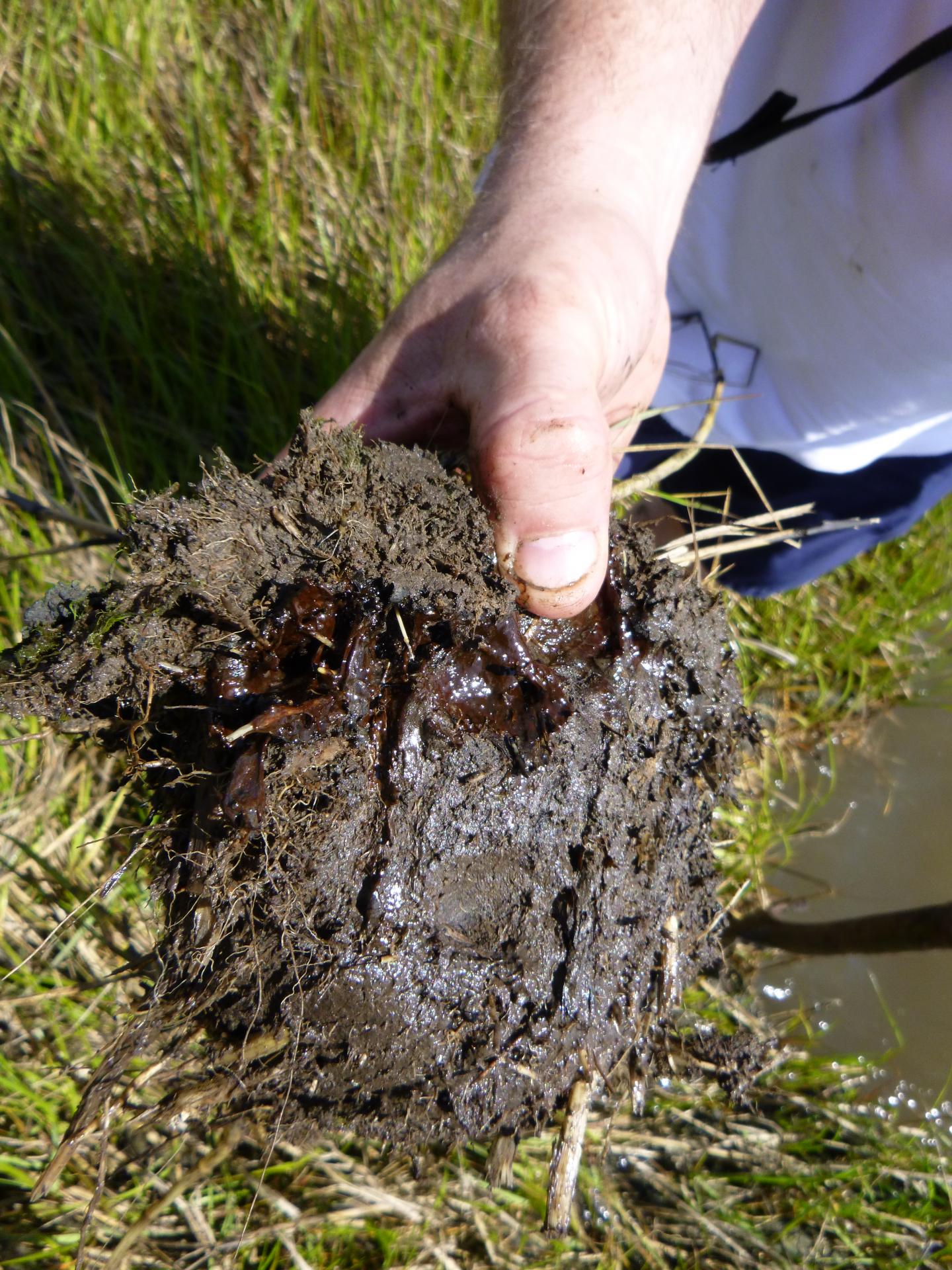 Urgent: Major Oil Spill Impacts Chicago - vc1wml1
