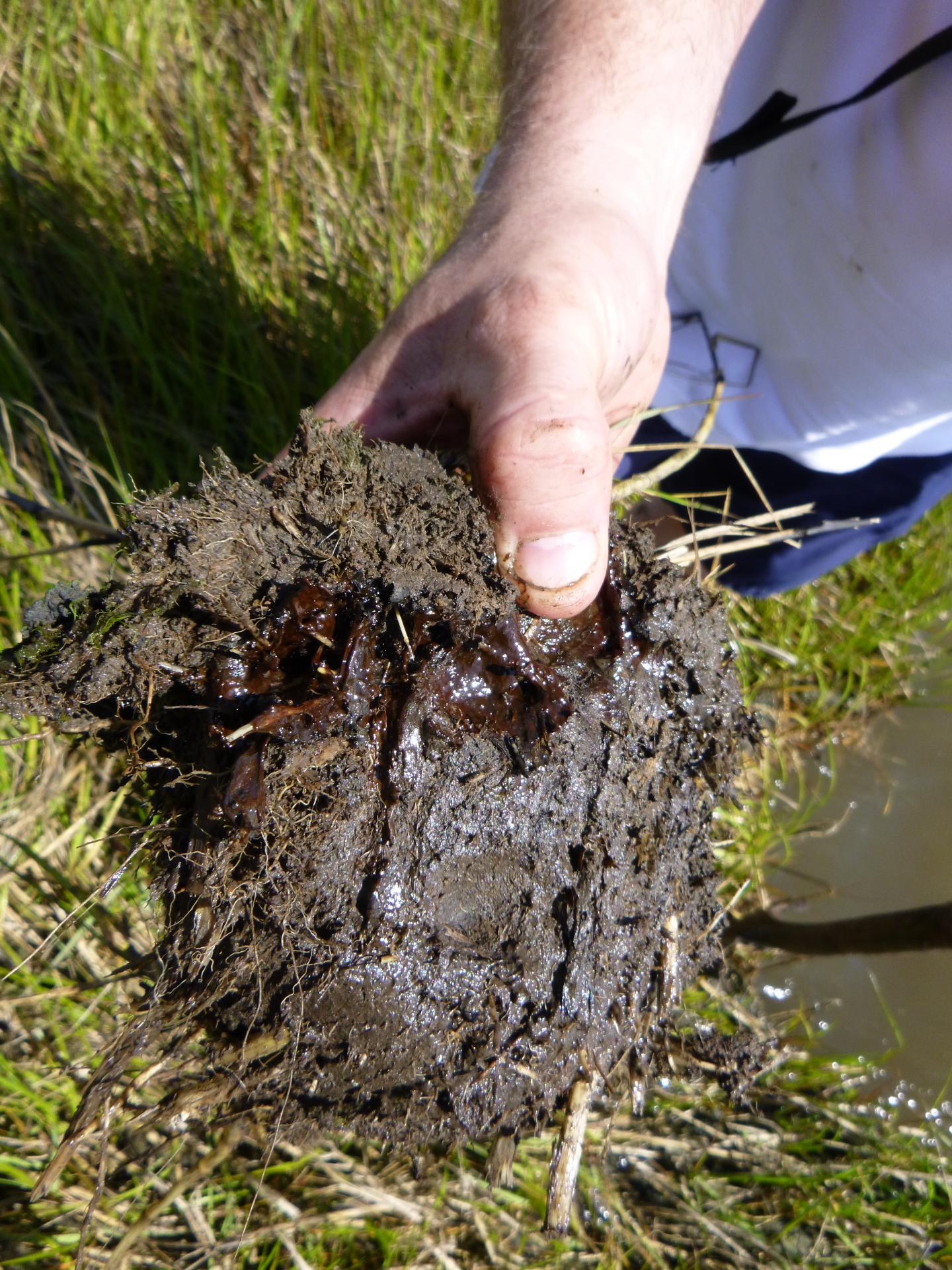 Oil in Wetland Soils