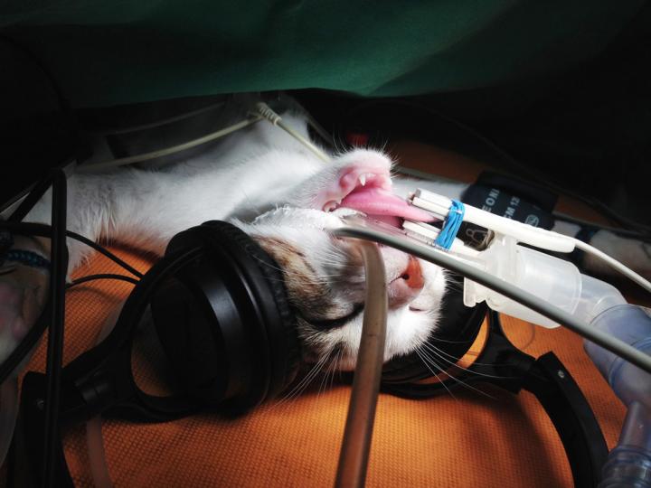 Cat under General Anesthesia
