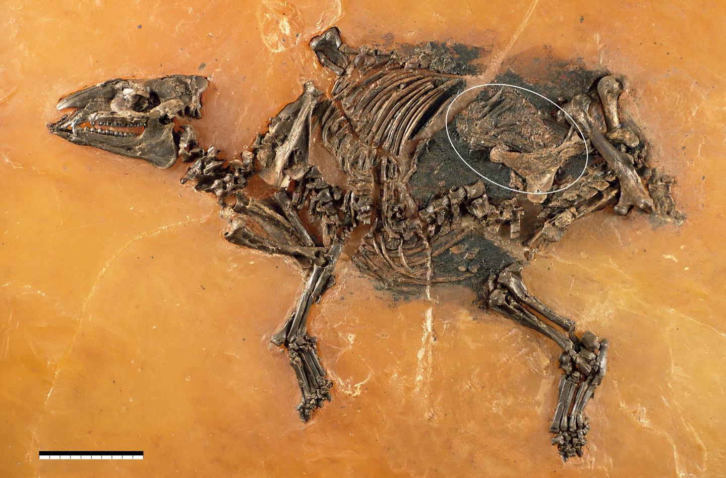 48 Million Year-Old Horse-Like Fetus Discovered in Germany