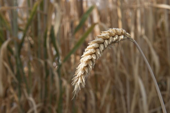 Wheat Discovery