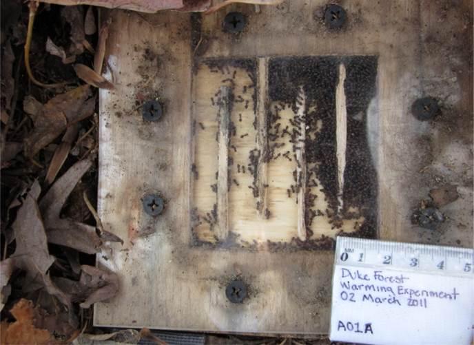 Researchers Took Regular Censuses of Ant Nesting Boxes.