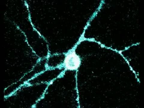 Neuron Ike Neon
