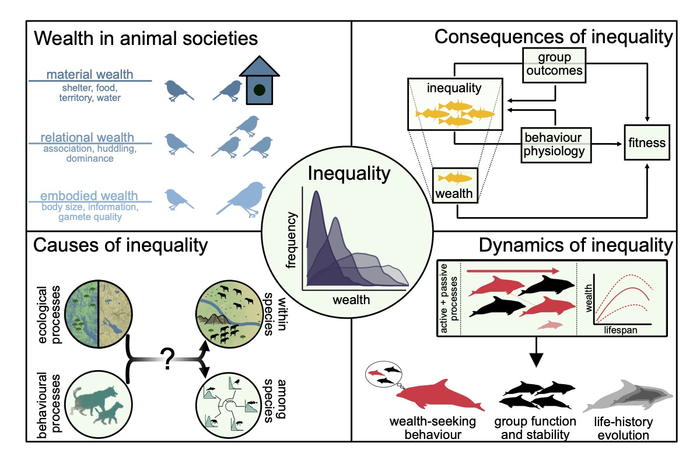 Consequences of wealth inequality in animals