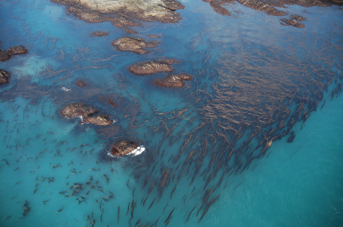 Waste to Energy: Biofuel from Kelp Harvesting and Fish