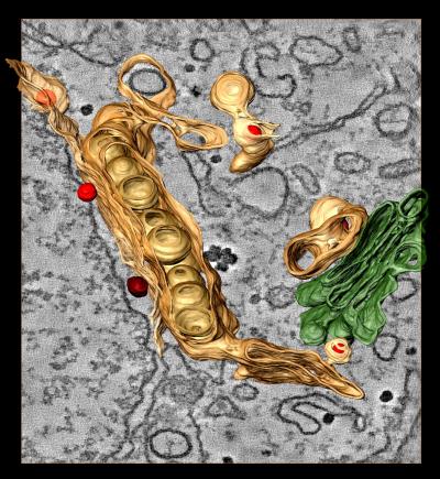 3-D Model of Dengue Virus Replication