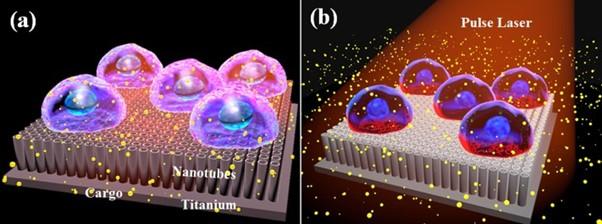 Pictorial representation of (a) cells cultured on top of titanium oxide nanotubes and (b) massively parallel photoporation