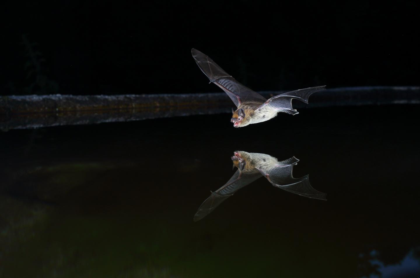 <em>Pipistrellus kuhlii</em> Drinking