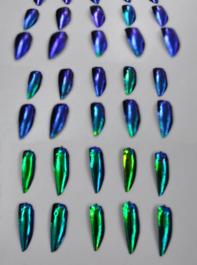 Jewel Beetles Angle-Dependent Change in Colors