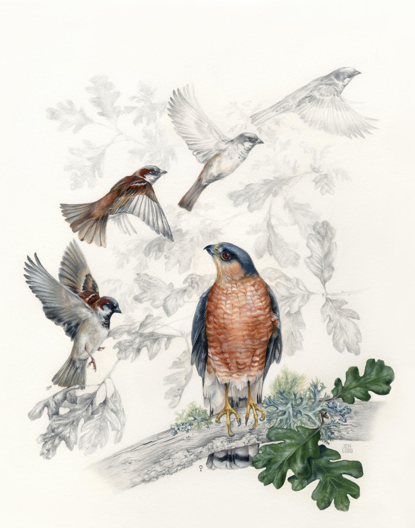 Artwork: Hawk and Sparrows