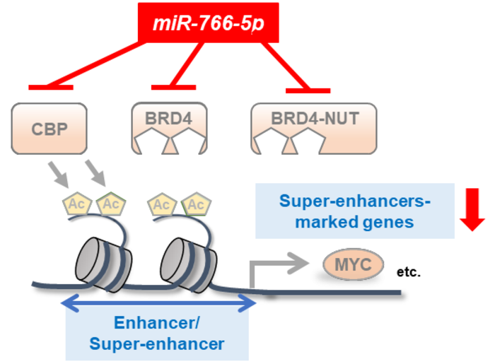 Figure 2. Diagram summarizing the mechanism by which miR-766-5p reduces the activity of super-enhancers in cancer cells.