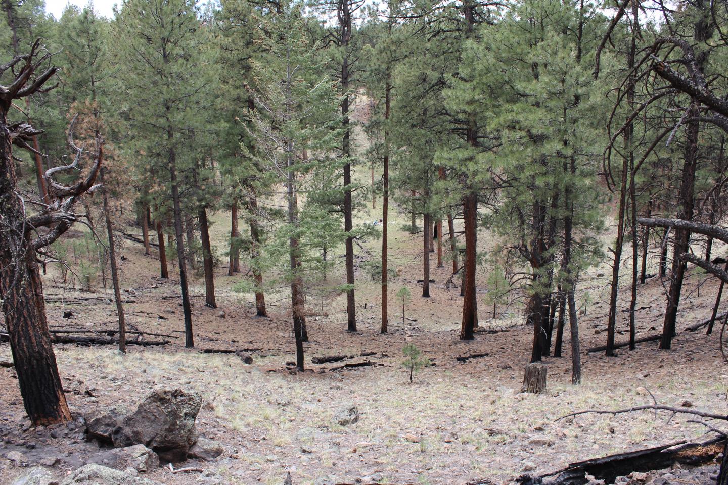 Ponderosa Pine Forests