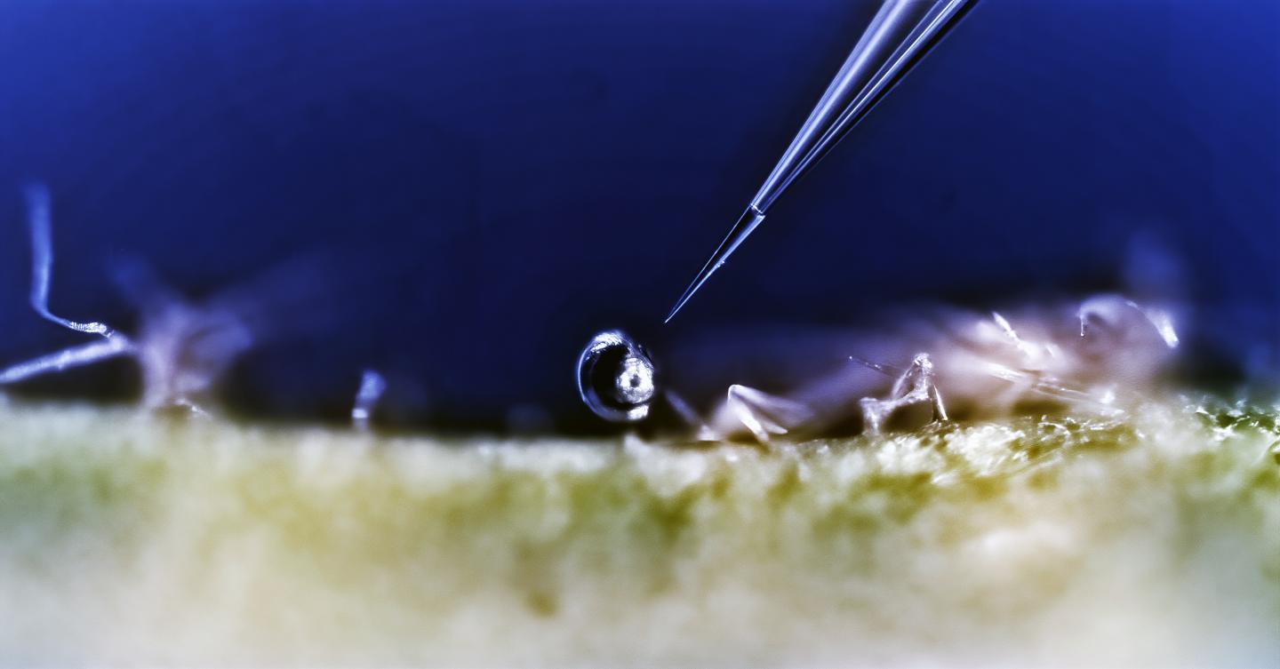 Autonomous extraction of plant metabolites