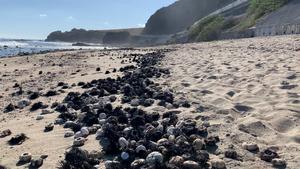 Sea urchin mortalities on Reunion Island