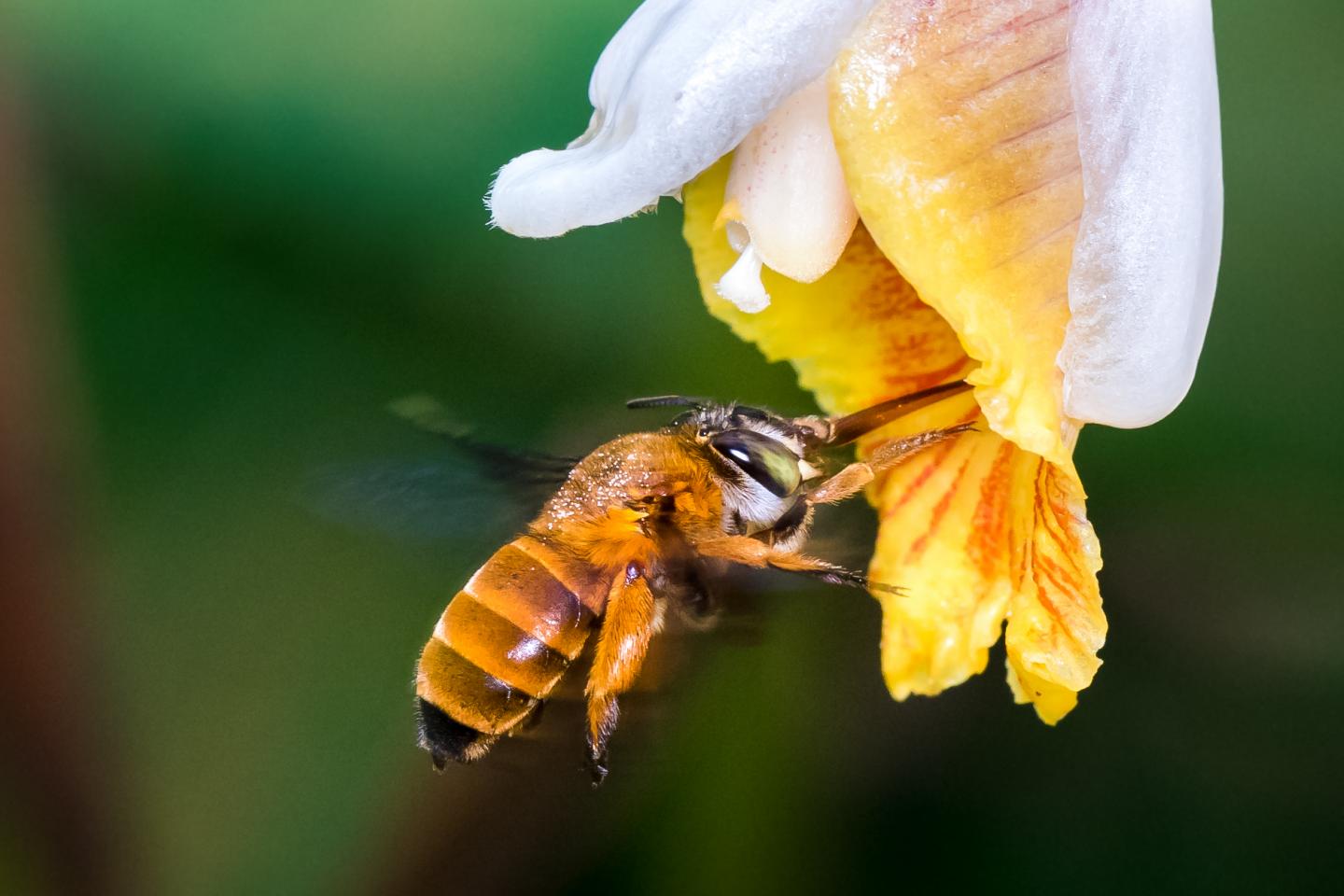 Bee pollinating