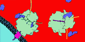 Location of ribosomes in neuronal cell membranes