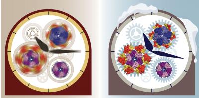 Uncovering the Operation of an Ancient Biological Clock by Making Time Stop