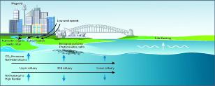 Sydney Harbor Estuary Graphic of Emission Fluxes