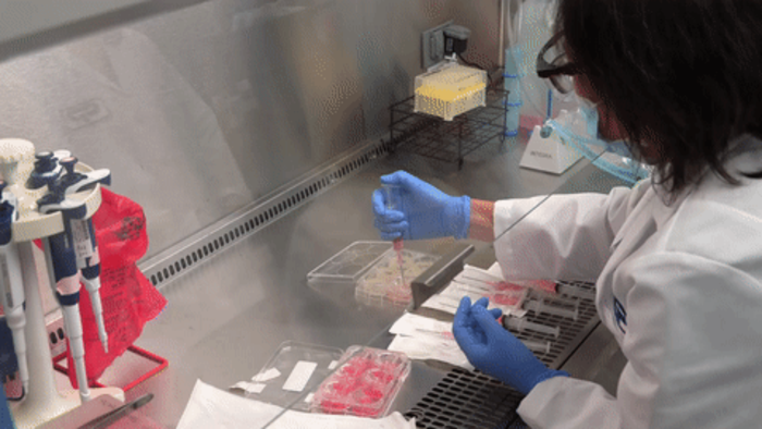 Preparation of tissue culture plates for Colgate Skin Aging