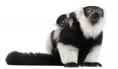 Young Malagasy Black-and-White Ruffed Lemurs