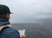 Observing whales