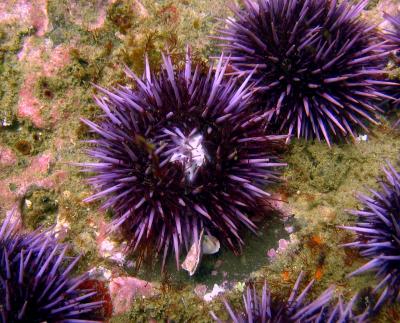 Sea Urchin Genome a Biology Boon