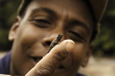 Stump-Tailed Chameleon
