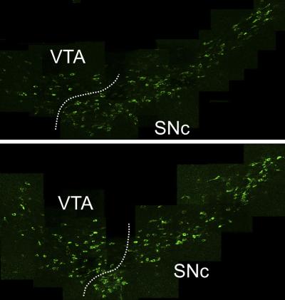 Nicotine Up-regulates nAChRs (2 of 2)