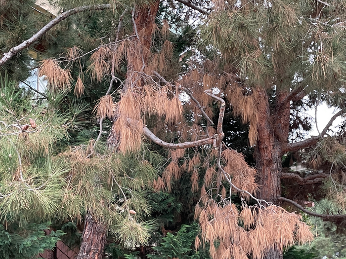 Tree infected with Pine Ghost Canker-causing fungal pathogen