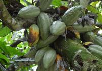 Blighted Cocoa Pods