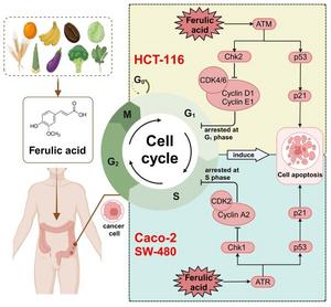 Proposed Mechanism of inhibition by ferulic acid on colon cancer cell lines (SW-480, Caco-2, and HCT-116) at different Duke’s stages