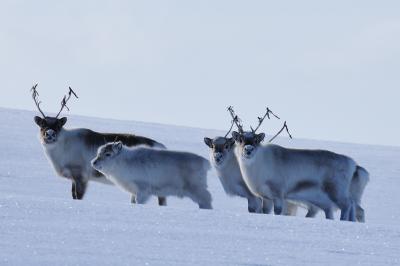 Reindeer on Svalbard Adapt to Climate Change