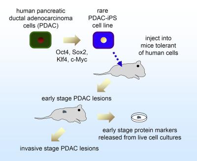 Scheme for Generating Induced Pluripotent Stem (iPS) Cells from Pancreatic Cancer Cells