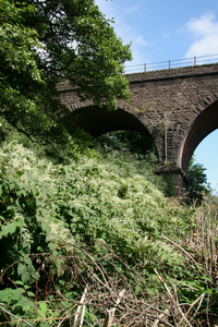 Japanese knotweed