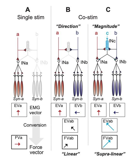 Control mechanism of output direction and magnitude using the spinal 