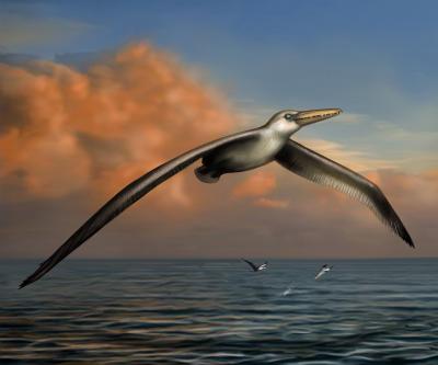 Artist's Drawing of <i>Pelagornis sandersi</i> (2 of 2)