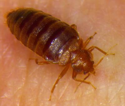 Feeding Bedbug