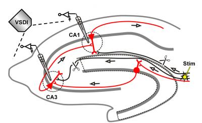 Trisynaptic-circuit Hippocampus